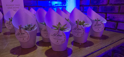 Let Love Grow — Personalised Succulent Wedding Favour